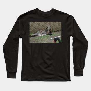 Wallaby and Joey Long Sleeve T-Shirt